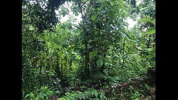  Agricultural Land for Sale in Taliparamba, Kannur