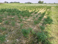  Agricultural Land for Sale in Rura, Kanpur Dehat