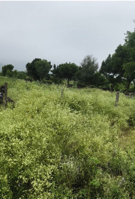  240 Sq. Yards Agricultural/Farm Land for Sale in Pushkar, Ajmer