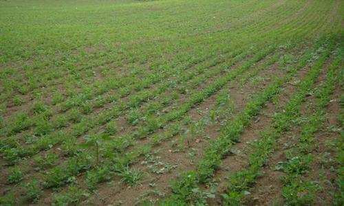 Agricultural Land 21 Bigha for Sale in Rohta Road, Meerut