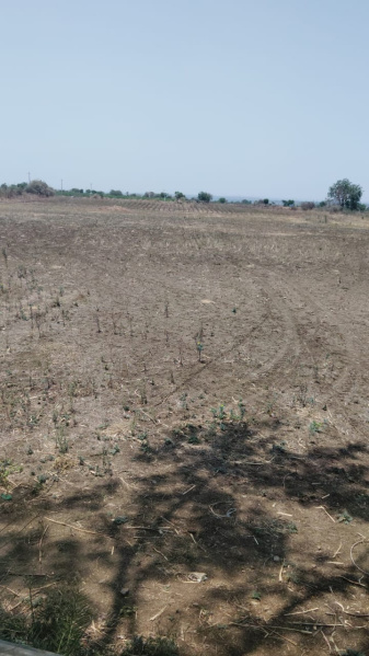  6 Acre Agricultural/Farm Land for Sale in Gulbarga, Kalaburagi