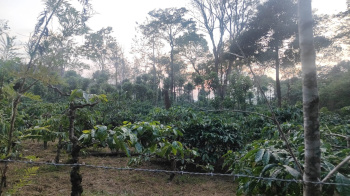  Agricultural Land for Sale in Madikeri, Kodagu