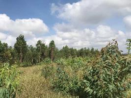 Agricultural Land for Sale in Anchepalya, Bangalore