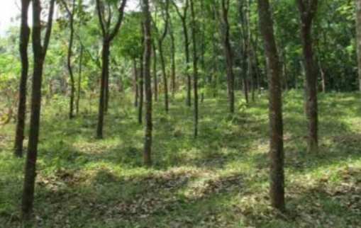 Agricultural Land 2 Acre for Sale in Kodakara, Thrissur