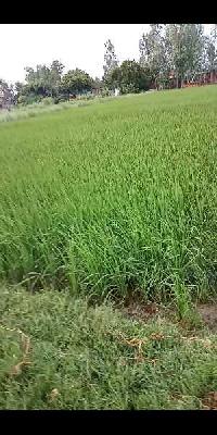  Agricultural Land for Sale in Akbarpur, Ambedkar Nagar