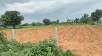  Agricultural Land for Sale in Pothreddipalle, Sangareddy