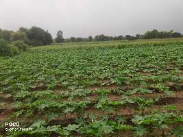  Agricultural Land for Sale in Abu Road, Sirohi