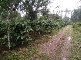  Agricultural Land for Sale in Panamaram, Wayanad