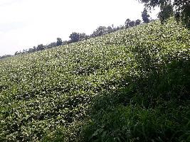  Agricultural Land for Sale in Shyampur, Sehore
