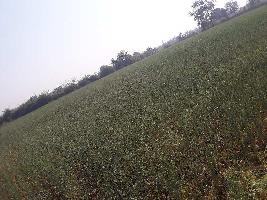  Agricultural Land for Sale in Bawadia Kalan, Bhopal