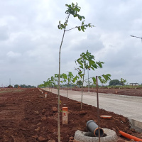  Residential Plot for Sale in Anantagiri Hills, Vikarabad