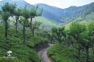  Residential Plot for Sale in Lovedale Junction, Ooty