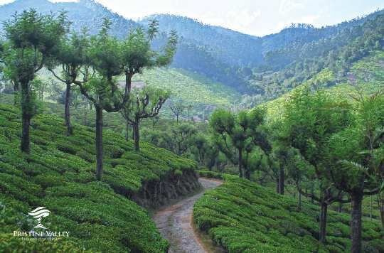  Residential Plot 1500 Sq.ft. for Sale in Lovedale Junction, Ooty