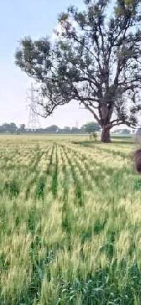  Agricultural Land for Sale in Pithampur Industrial Area, Dhar