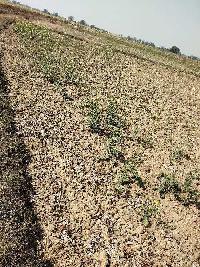  Agricultural Land for Sale in Lalganj, Mirzapur-cum-Vindhyachal