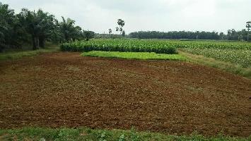  Agricultural Land for Sale in Nuzvid, Vijayawada