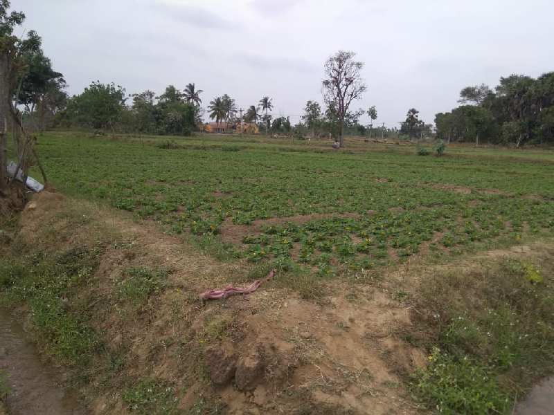Agricultural Land 2 Acre for Sale in Vadavalam, Pudukkottai