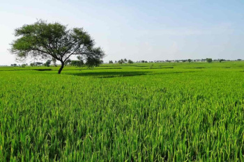  Agricultural Land for Sale in Suar, Rampur