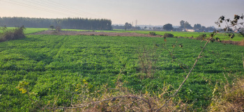  Industrial Land for Sale in Saha, Ambala