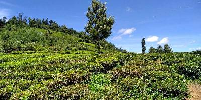  Commercial Land for Sale in Coonoor, Ooty