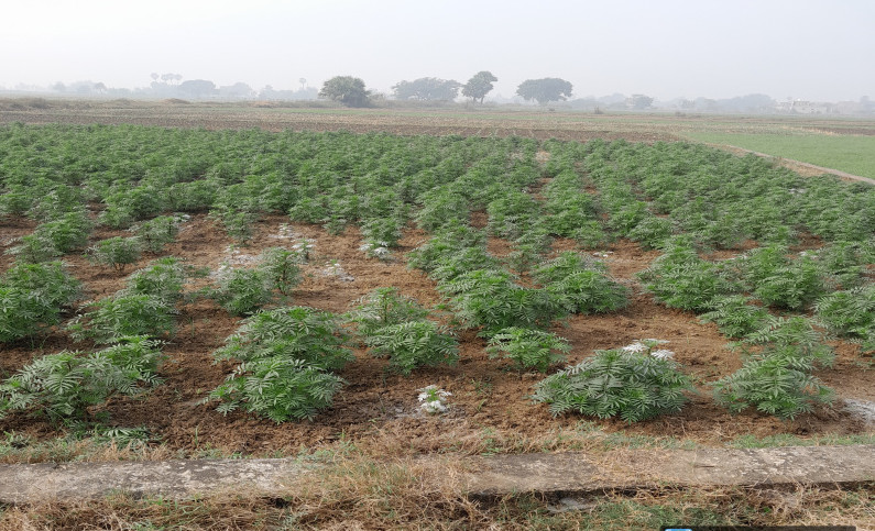  1361 Sq.ft. Residential Plot for Sale in Anisabad, Patna