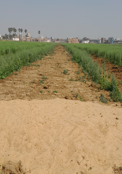  1361 Sq.ft. Residential Plot for Sale in Parsa, Patna