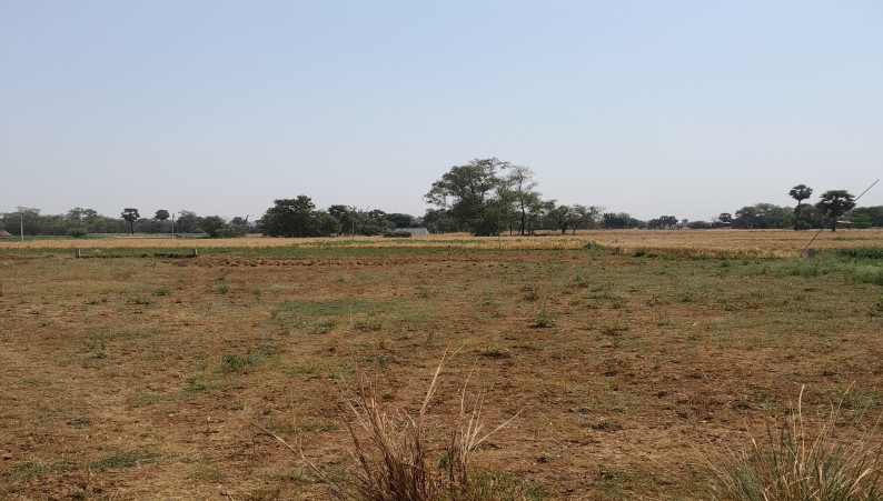  18 Katha Agricultural/Farm Land for Sale in Masaurhi, Patna