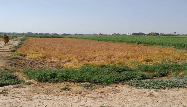  15 Katha Residential Plot for Sale in Punpun, Patna