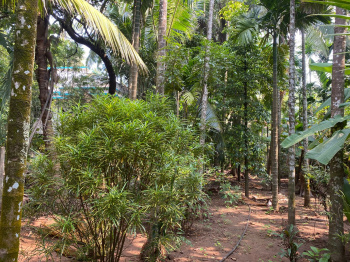  Residential Plot for Sale in Alibag, Raigad