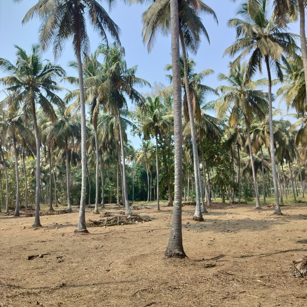  4 Acre Residential Plot for Sale in Pollachi, Coimbatore