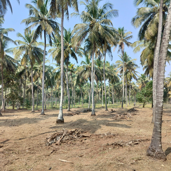 4 Acre Residential Plot for Sale in Pollachi, Coimbatore