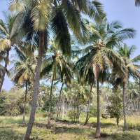  Residential Plot for Sale in Pollachi, Coimbatore