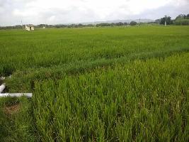  Agricultural Land for Rent in Uthukkottai, Thiruvallur