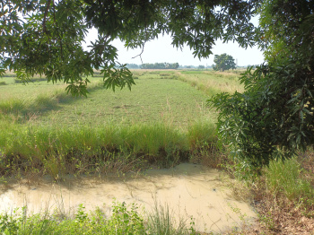  Commercial Land for Sale in Bhadauni, Nawada