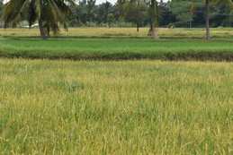 Agricultural Land 2 Ares for Sale in Shikarpur Shimoga