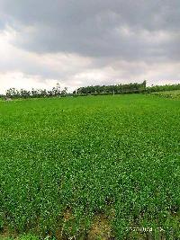  Agricultural Land for Sale in Nasrala, Hoshiarpur