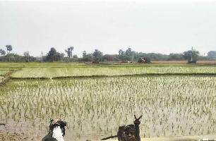  Agricultural Land for Sale in Jangaon, Warangal