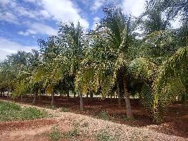  Agricultural Land for Sale in Vedasandur, Dindigul