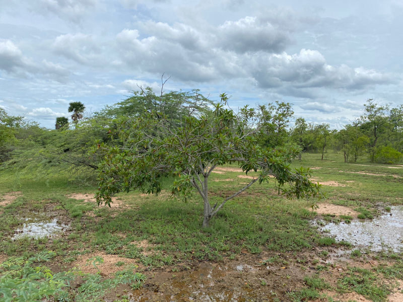  5 Acre Agricultural/Farm Land for Sale in Pardi, Valsad