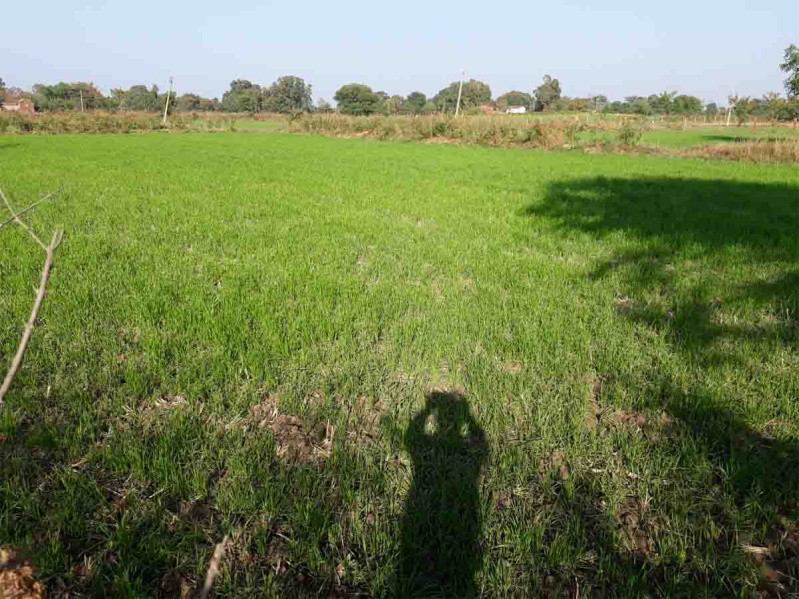  35 Acre Agricultural/Farm Land for Sale in Pardi, Valsad