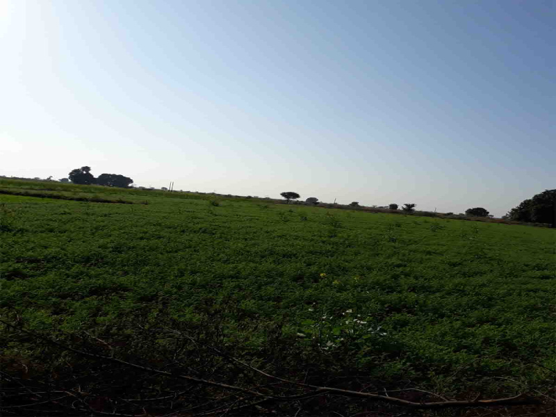  7 Acre Agricultural/Farm Land for Sale in Balitha, Vapi