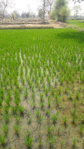  22 Acre Agricultural/Farm Land for Sale in Dahanu, Palghar
