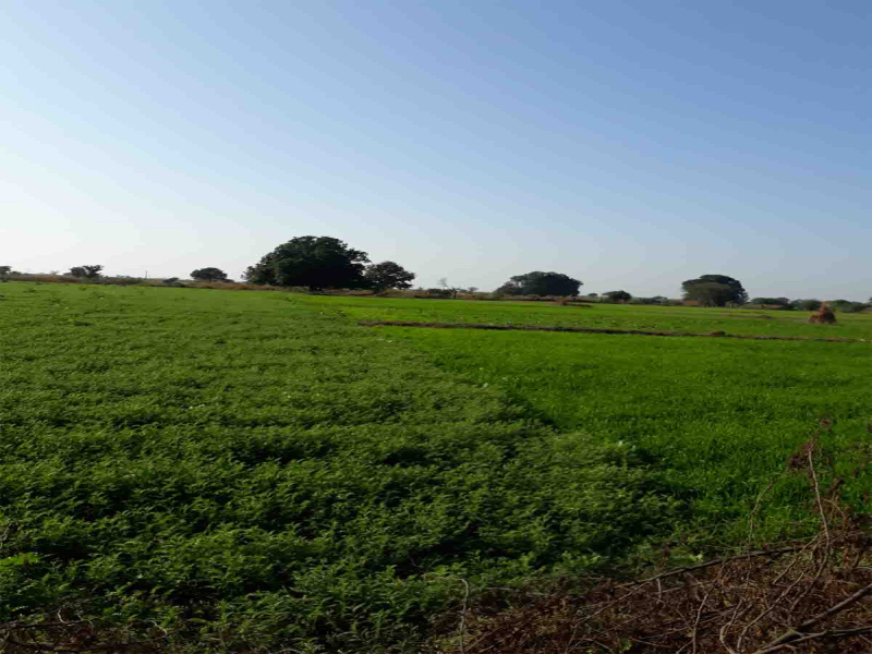  28 Acre Agricultural/Farm Land for Sale in Dahanu, Palghar