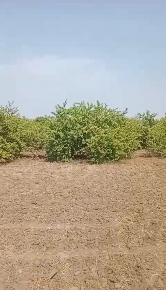  38 Acre Agricultural/Farm Land for Sale in Dahanu, Palghar