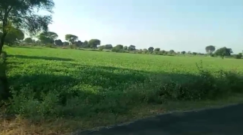  33 Acre Agricultural/Farm Land for Sale in Dahanu, Palghar