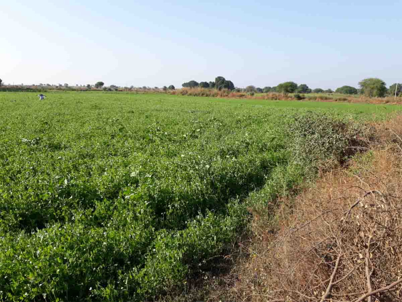  66 Acre Agricultural/Farm Land for Sale in Dahanu, Palghar