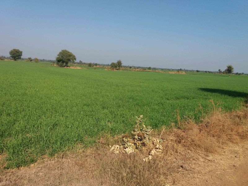  99 Acre Agricultural/Farm Land for Sale in Dahanu, Palghar