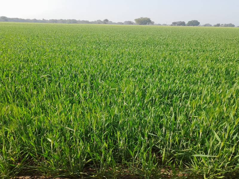 56 Acre Agricultural/Farm Land for Sale in Dahanu, Palghar