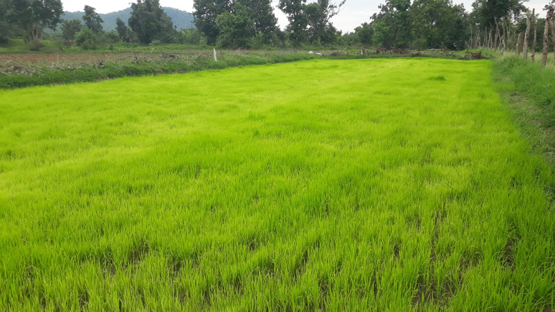  88 Acre Agricultural/Farm Land for Sale in Dahanu, Palghar