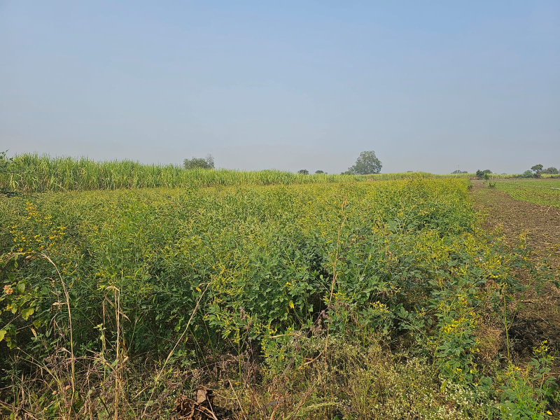  105 Acre Agricultural/Farm Land for Sale in Dahanu, Palghar